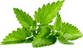 企业级安全可靠的云呼电话轰炸机网页版